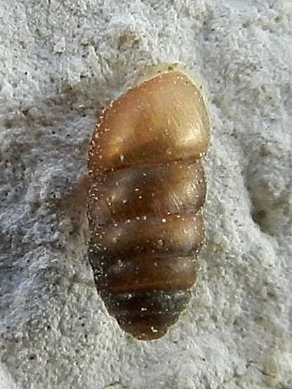 Mollusco da identificare